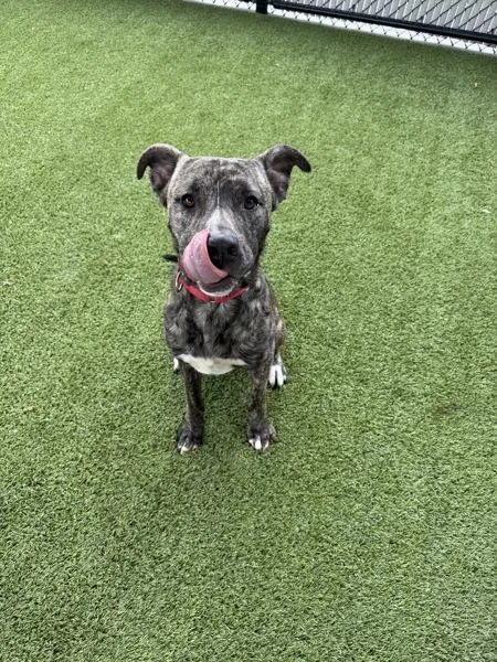 An adult medium-sized male Pit Bull Terrier dog named Moe Mentum for adoption in San Diego, CA