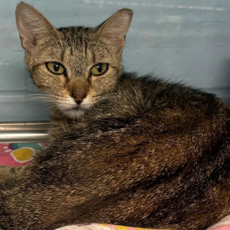 A young medium-sized female Brown / Chocolate Domestic Short Hair cat named Goldie for adoption in East Hanover, NJ