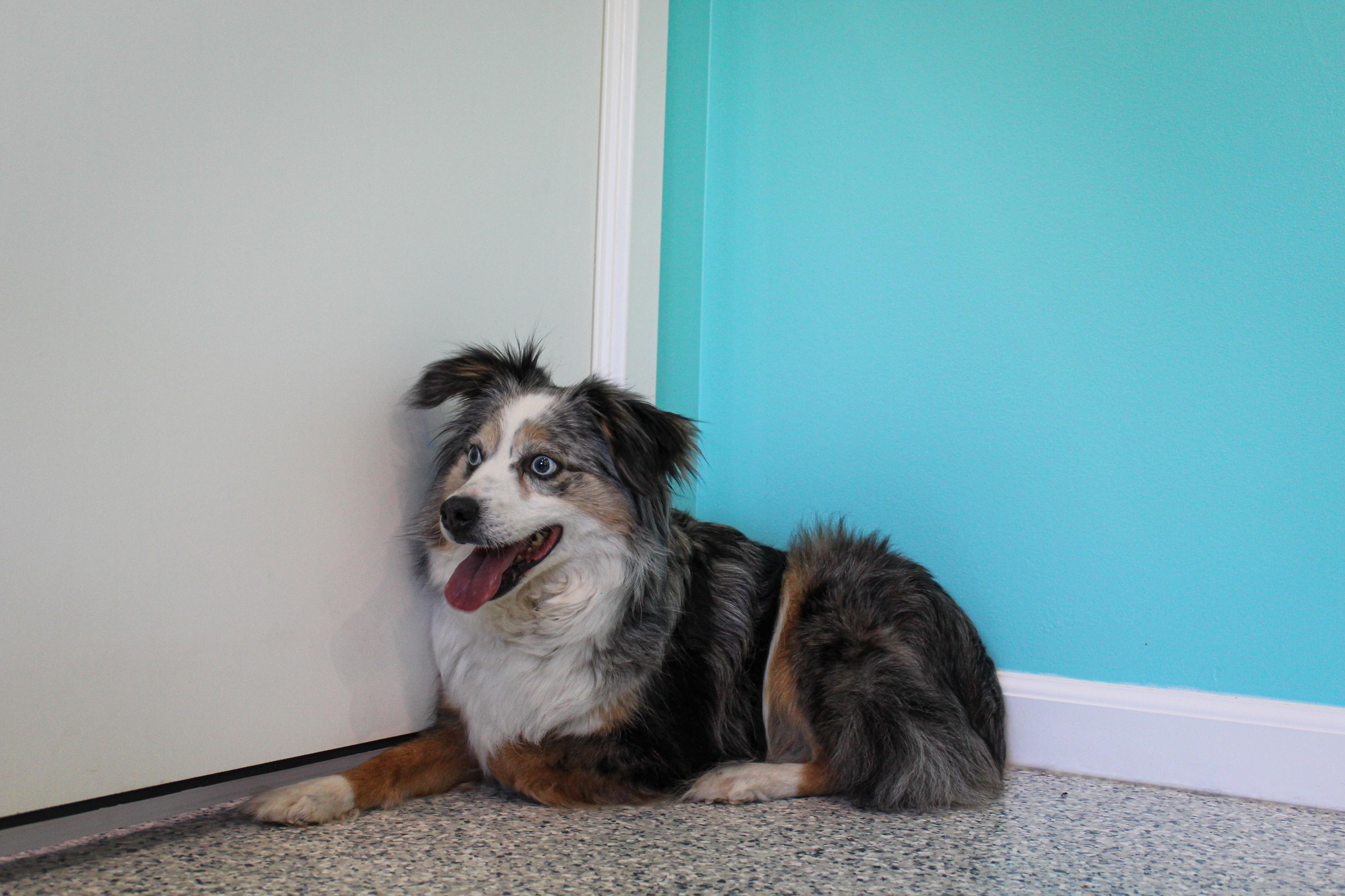 An adult medium-sized female Merle (Blue) Australian Shepherd dog named Mystic for adoption in Hutchinson, MN