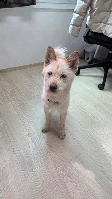 A baby small-sized female West Highland White Terrier / Westie dog named Among for adoption in Agoura Hills, CA