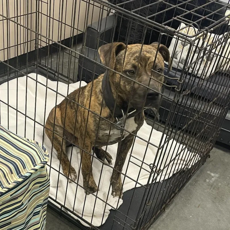 An adult medium-sized male Brown / Chocolate Mixed Breed dog named Lenny for adoption in Dickinson, TX