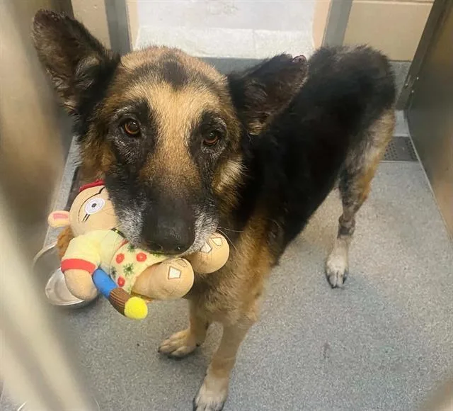 A senior medium-sized male German Shepherd Dog dog named Arlo for adoption in Tustin, CA