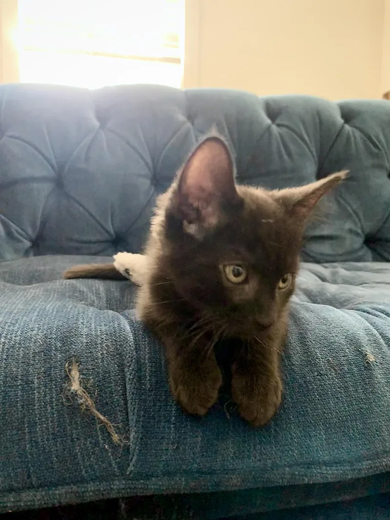 A baby medium-sized male Domestic Short Hair cat named Frye for adoption in Davis, CA