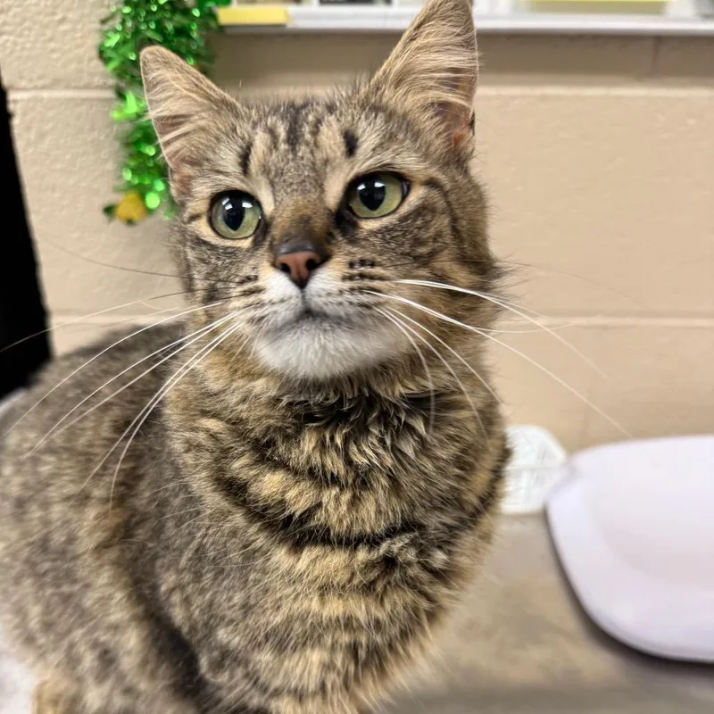 An adult large-sized female Brown / Chocolate Domestic Medium Hair cat named Shirley Temple for adoption in Troy, VA