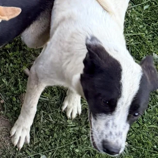 A young medium-sized male Black Great Pyrenees dog named Champ for adoption in Huntington, WV