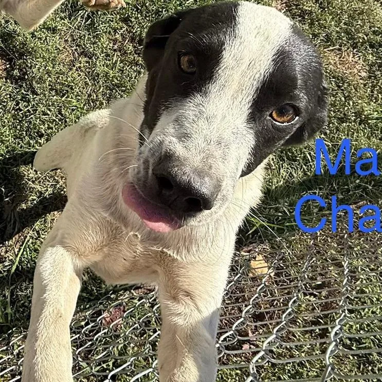 Champ thumbnail 2