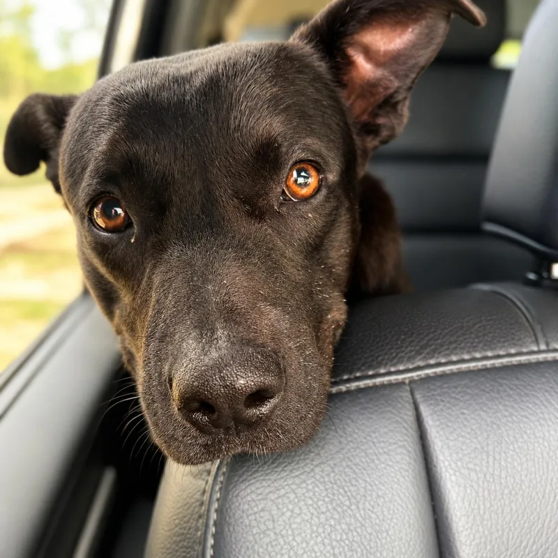 Bruno thumbnail 2