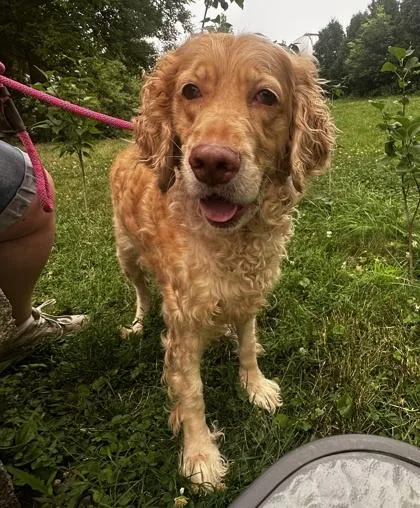 An adult medium-sized female Standard Poodle dog named Love for adoption in Lowell, MA