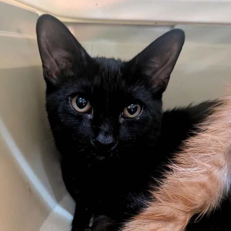 A young medium-sized male Black Domestic Short Hair cat named Hardy for adoption in Brownsboro, AL