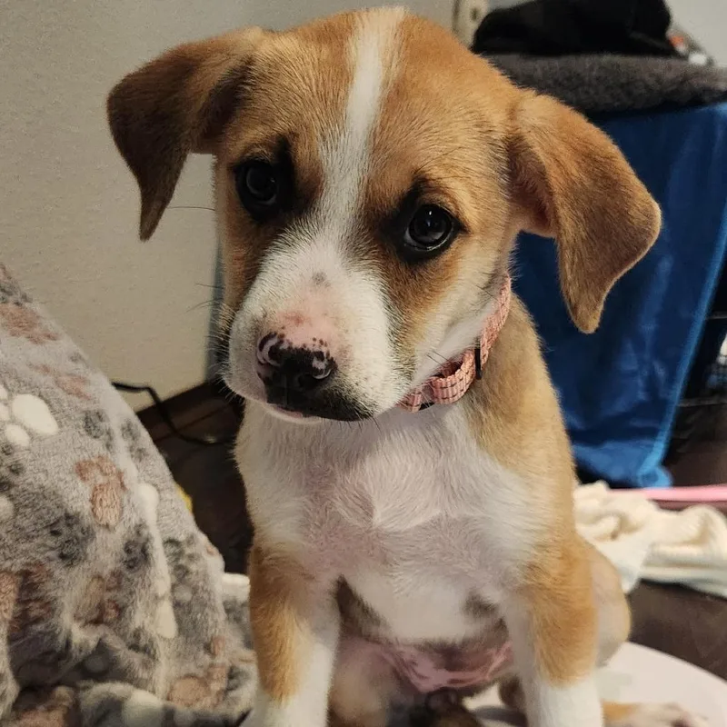A baby medium-sized female Yellow / Tan / Blond / Fawn Mixed Breed dog named Jaz for adoption in Centralia, WA
