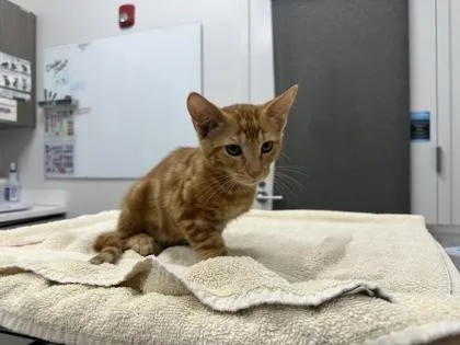 A baby small-sized male Orange / Red Domestic Short Hair cat named Ranger Danger for adoption in Kansas City, MO
