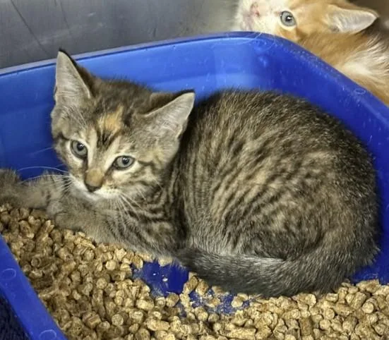 A baby small-sized female Domestic Short Hair cat named Stephanie for adoption in Killeen, TX