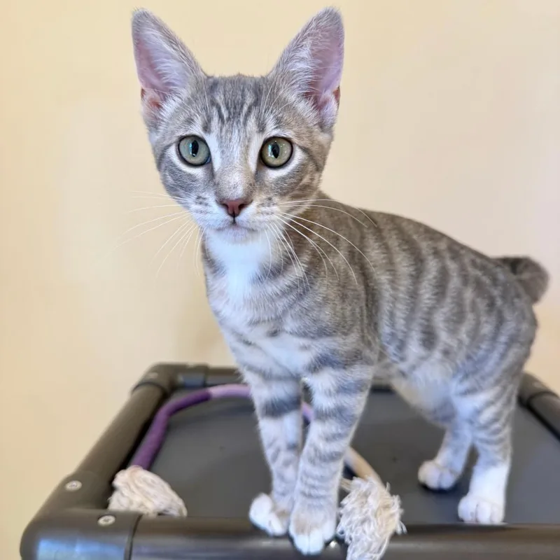 A baby small-sized female Brown / Chocolate Domestic Short Hair cat named Daisy for adoption in Agoura Hills, CA