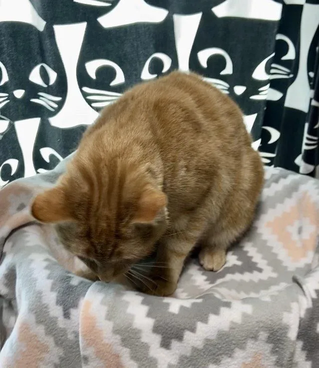 A young medium-sized male Orange / Red Domestic Short Hair cat named Fiddle for adoption in Dalzell, IL
