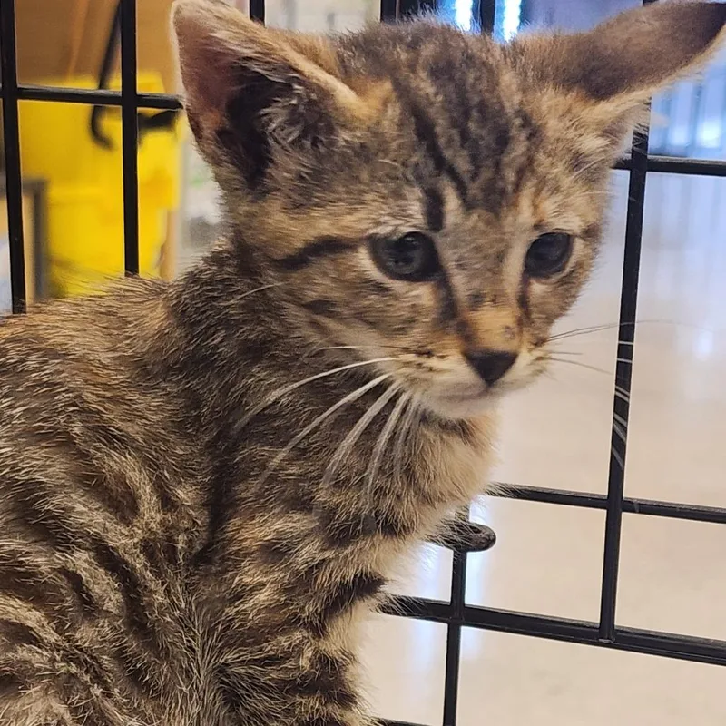 A baby small-sized female Brown / Chocolate Domestic Short Hair cat named Cindy for adoption in Toledo, OH