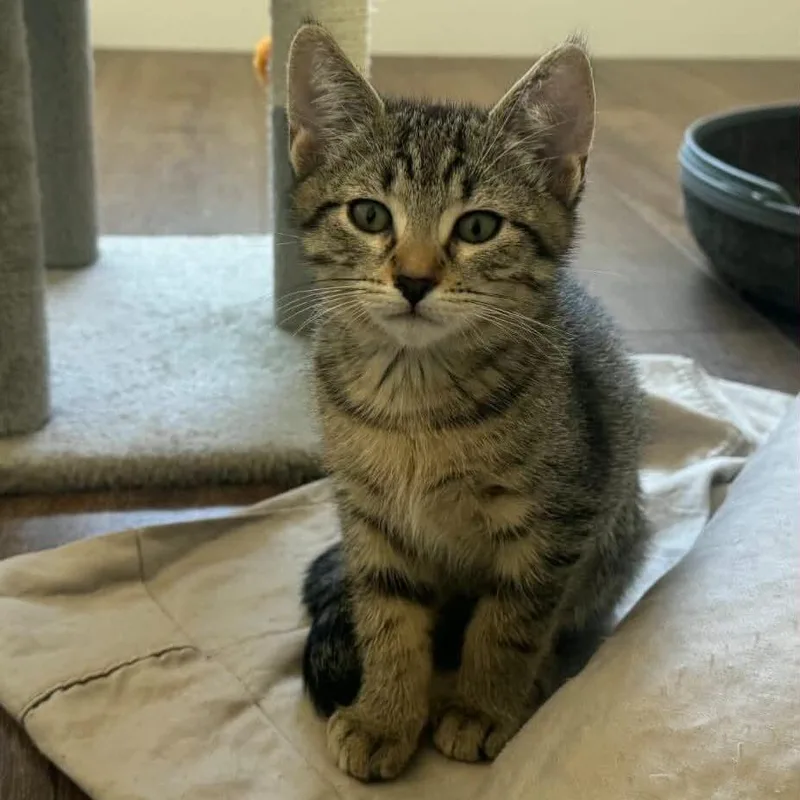 A baby small-sized male Brown / Chocolate Domestic Short Hair cat named Biscuit for adoption in Sunnyvale, CA