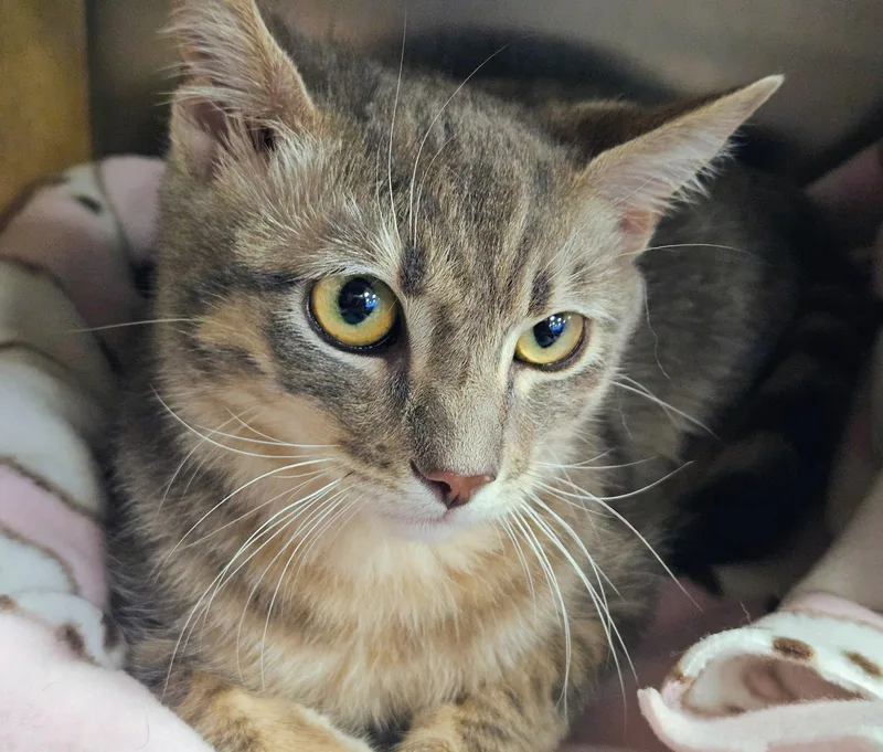 Mews  Rancho Cucamonga