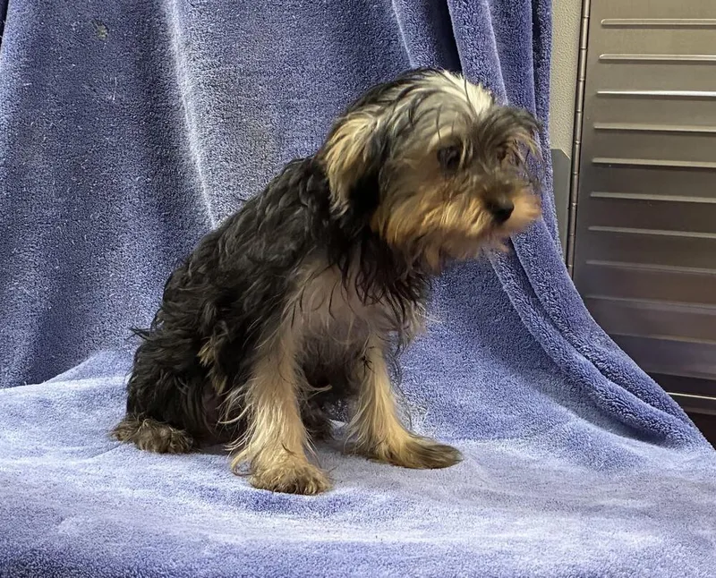 A baby small-sized male Brown / Chocolate Yorkshire Terrier dog named Yorkie puppy for adoption in Chattanooga, TN