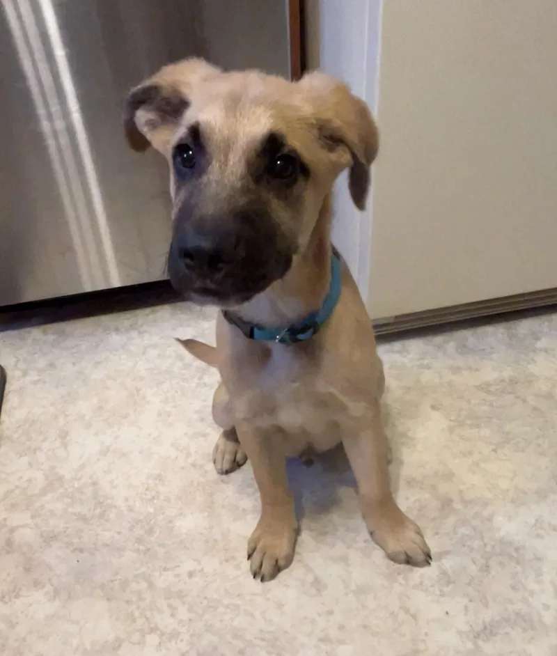 A baby large-sized male Bicolor Anatolian Shepherd dog named Apollo for adoption in Stevensville, MI