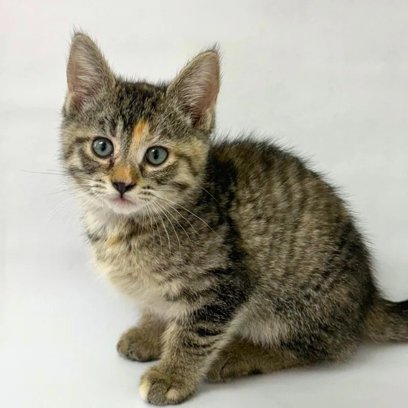 A baby medium-sized female Domestic Short Hair cat named M'Daisy for adoption in Pasco, WA