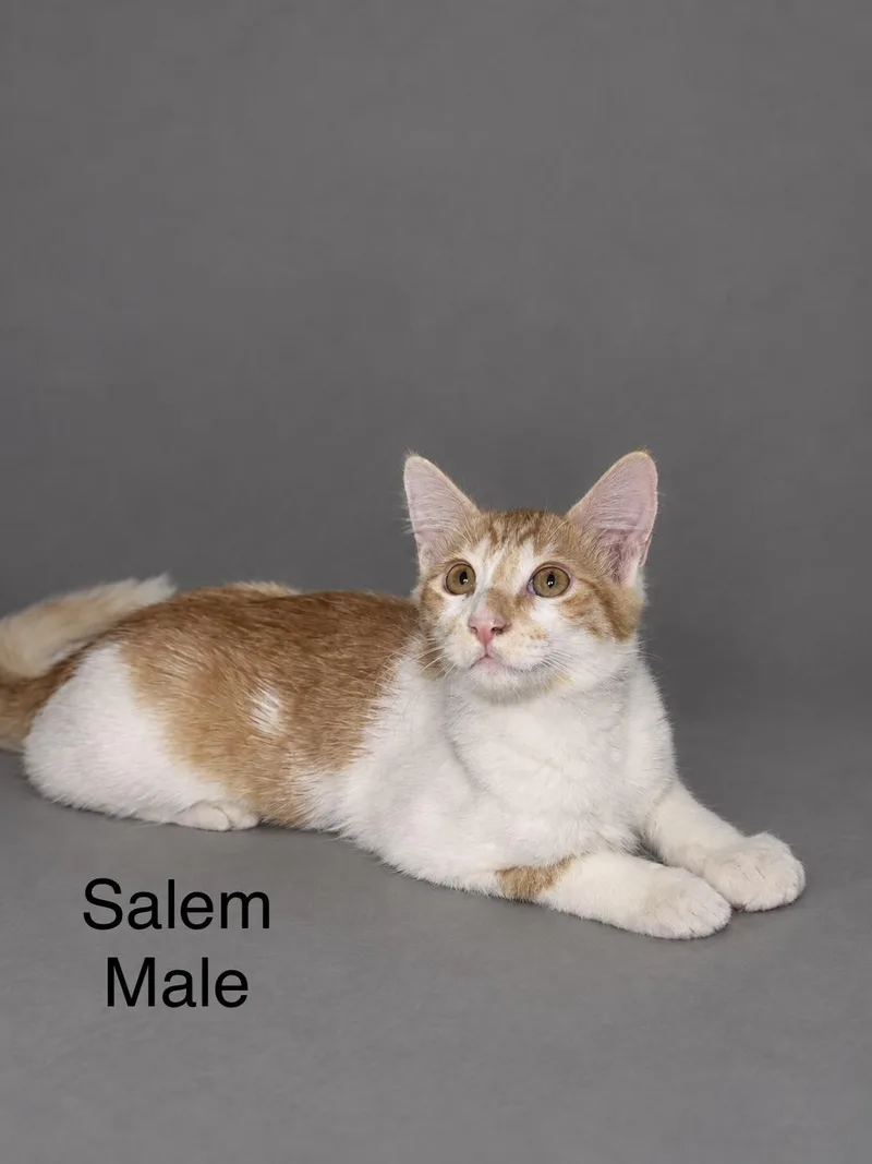 A baby medium-sized male Tabby (Orange / Red) Tabby cat named Salem for adoption in Oakley, CA