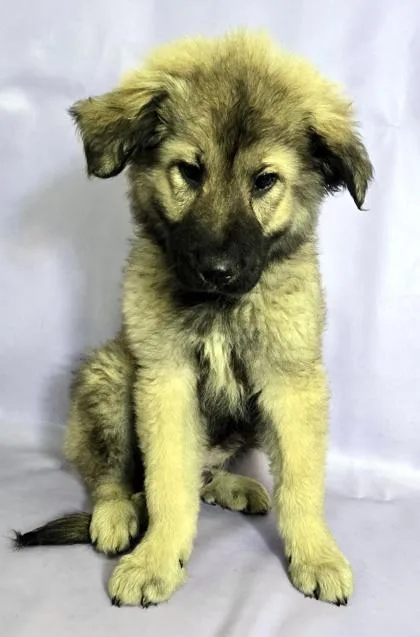 A baby large-sized male German Shepherd Dog dog named Orso for adoption in Morton Grove, IL