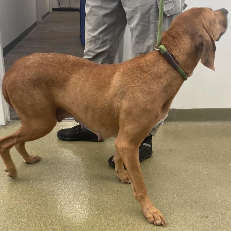An adult medium-sized female Red / Chestnut / Orange Redbone Coonhound dog named 72859 for adoption in Harrisonburg, VA