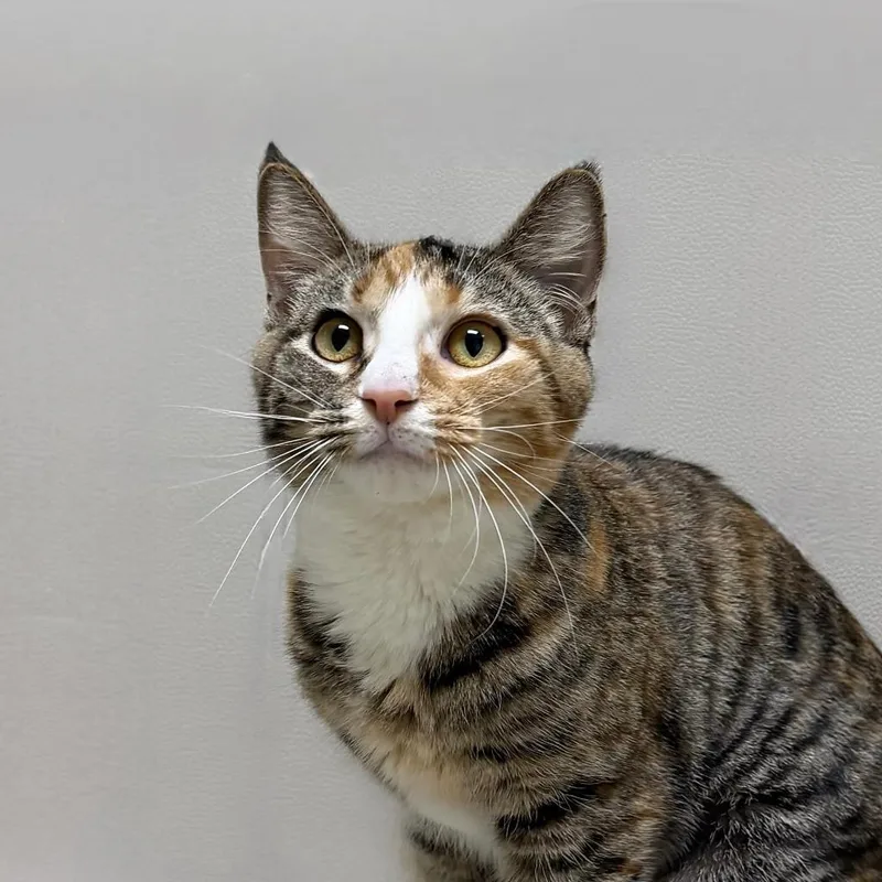 A baby medium-sized female Domestic Short Hair cat named Wiggly for adoption in State College, PA