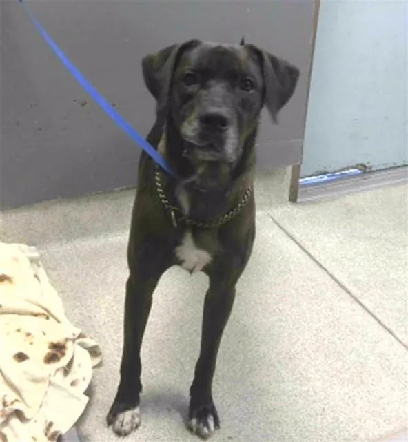 A young large-sized male Labrador Retriever dog named Loki for adoption in Tallahassee, FL