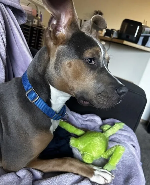 A young medium-sized female American Staffordshire Terrier dog named Roxy for adoption in Vancouver, WA
