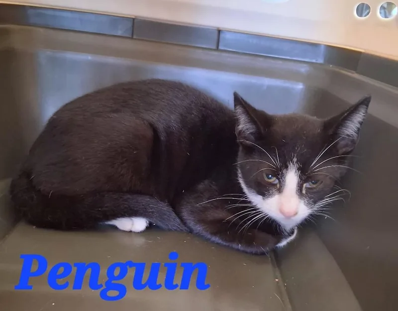 A baby medium-sized male Domestic Short Hair cat named Penguin for adoption in Hartford City, IN