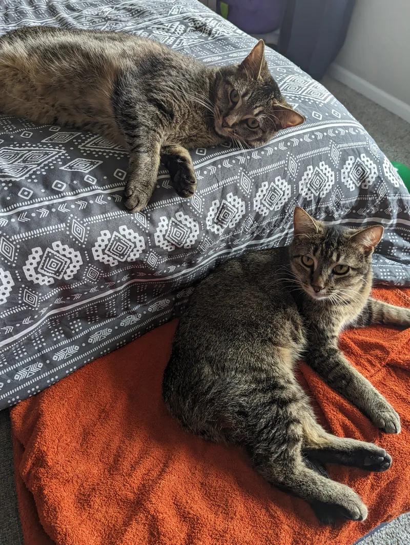 Omelette & Muffin thumbnail 4