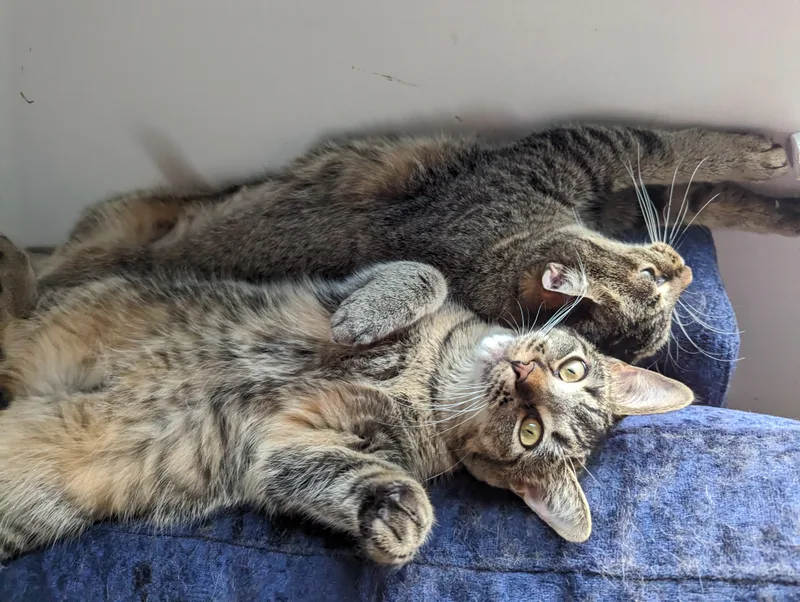 Omelette & Muffin thumbnail 5