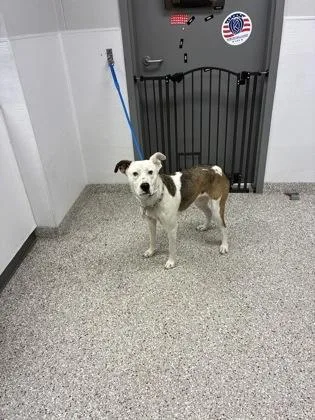 An adult medium-sized female American Staffordshire Terrier dog named Floppy for adoption in Gastonia, NC