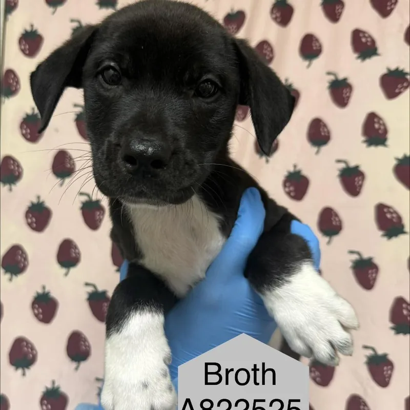 Broth