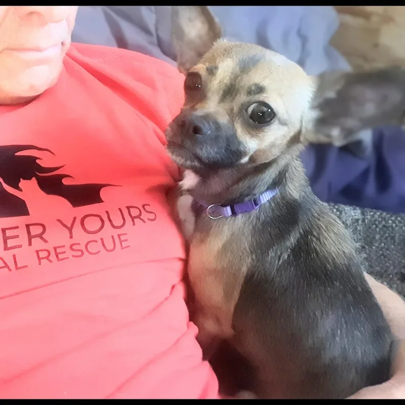 A young small-sized female Chihuahua dog named Summer for adoption in Oroville, WA