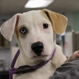 A baby medium-sized male White / Cream Mixed Breed dog named Max for adoption in South Elgin, IL