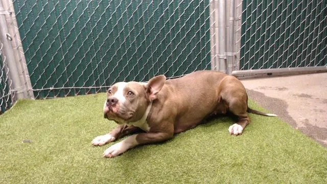 A young medium-sized female Pit Bull Terrier dog named Layla for adoption in Downey, CA