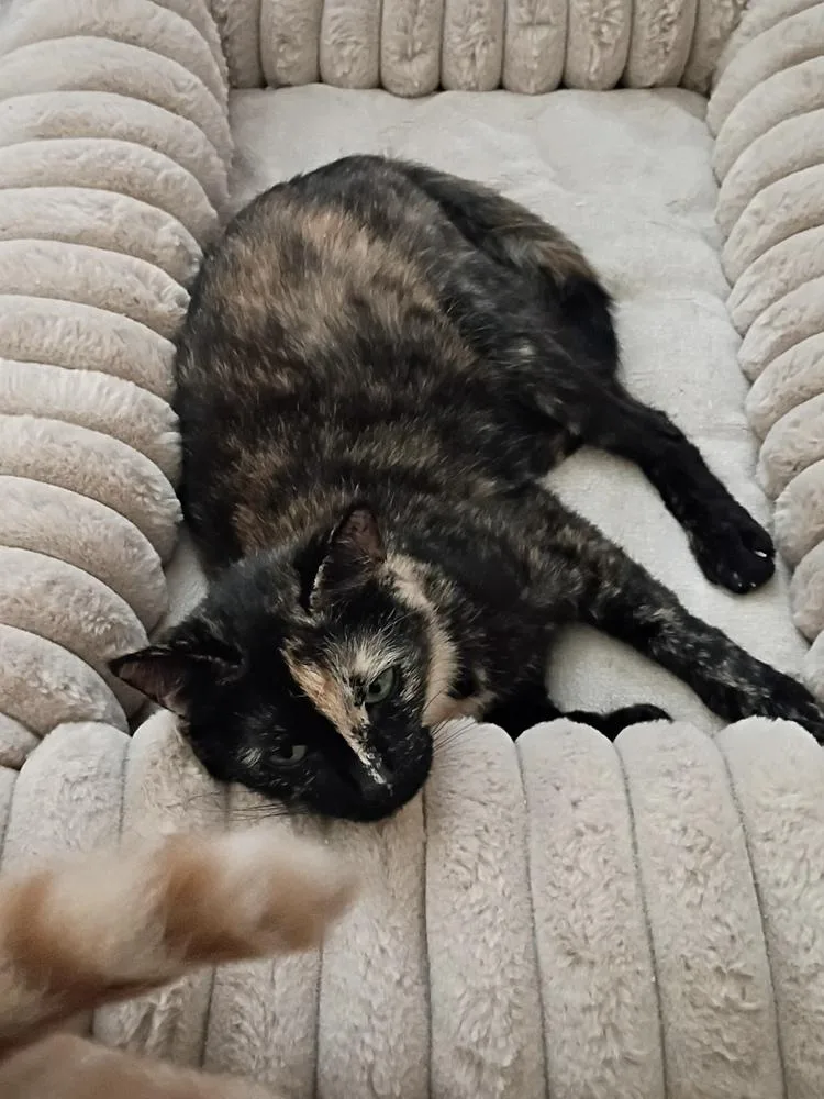 An adult medium-sized female Tortoiseshell Domestic Short Hair cat named Sophie for adoption in Ferndale, MI