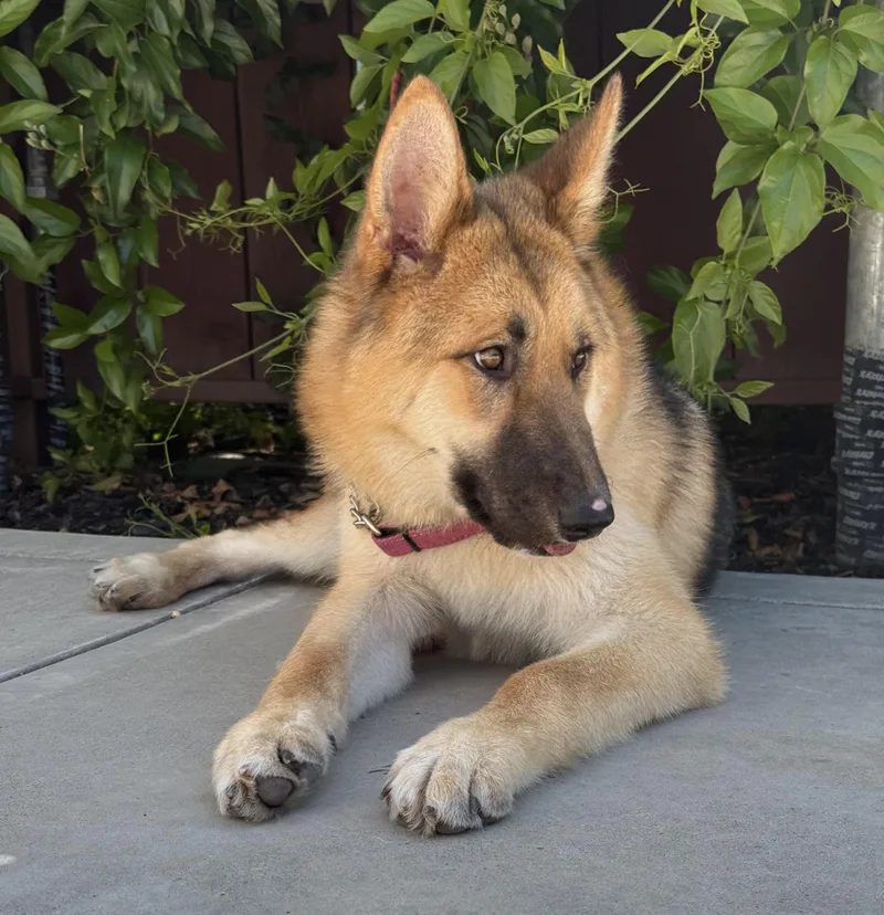 A young medium-sized male Black German Shepherd Dog dog named Ranger for adoption in Lodi, CA