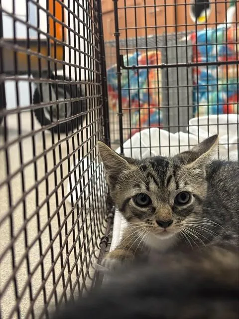 A baby small-sized male Domestic Short Hair cat named Gino for adoption in Fort Lauderdale, FL