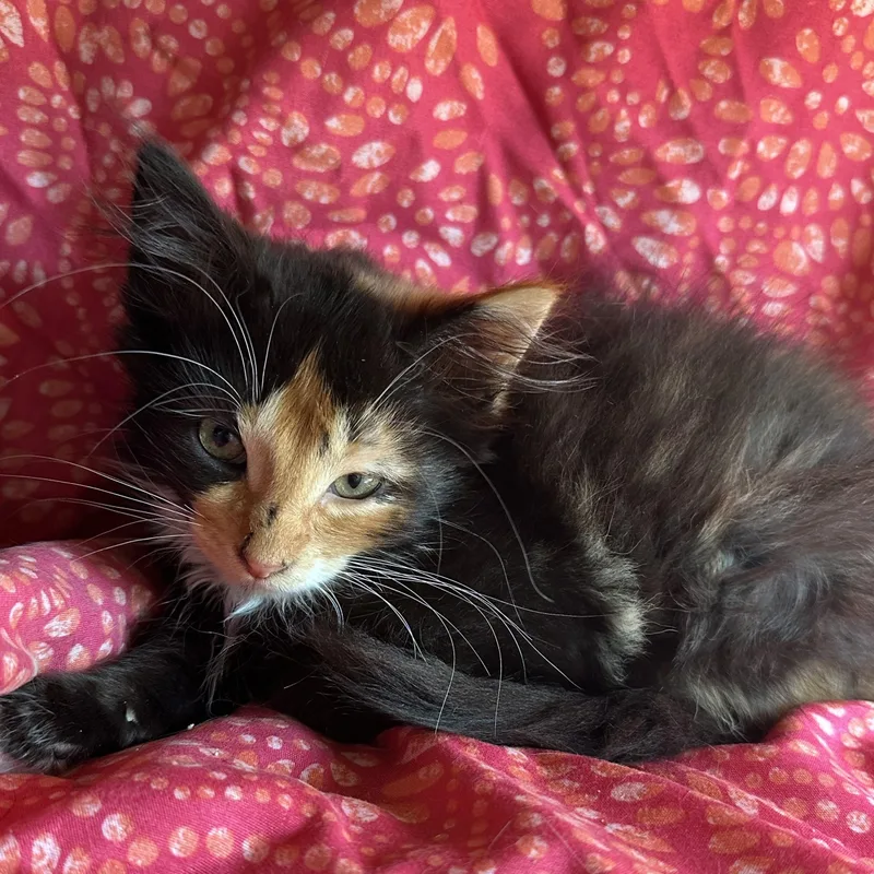 A baby medium-sized female Calico Domestic Long Hair cat named Wisteria for adoption in East Lansing, MI