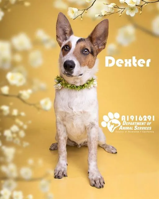 A young small-sized male Australian Cattle Dog / Blue Heeler dog named Dexter for adoption in Riverside, CA
