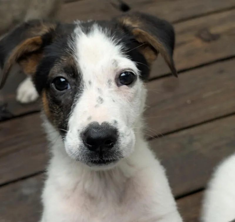 A baby medium-sized female Mixed Breed dog named Tintin for adoption in Pembroke, MA