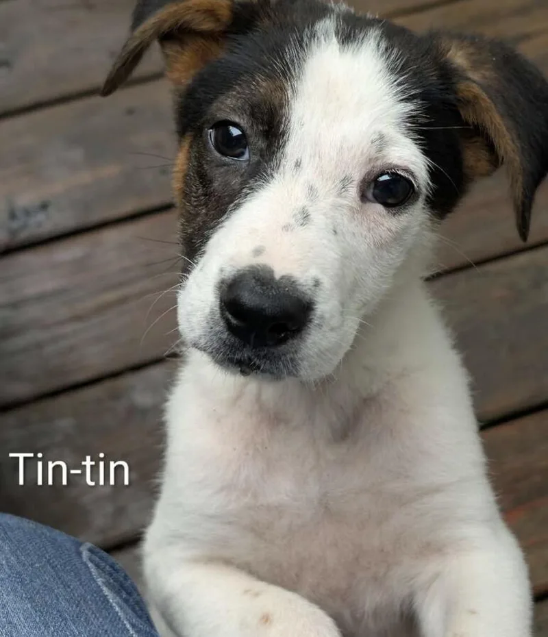Tintin thumbnail 4