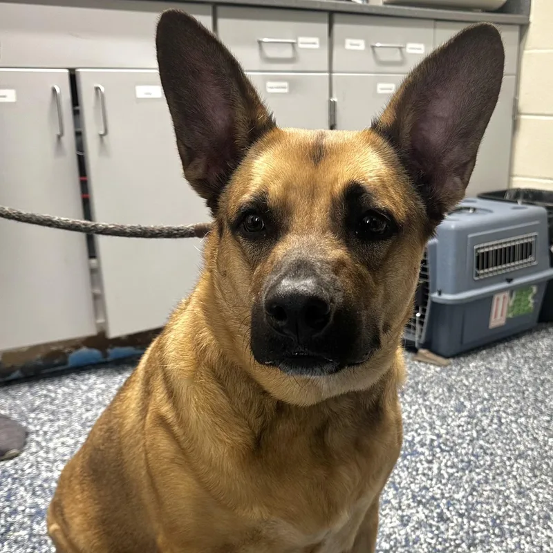 An adult large-sized female Brown / Chocolate German Shepherd Dog dog named Nova for adoption in Jackson, NJ