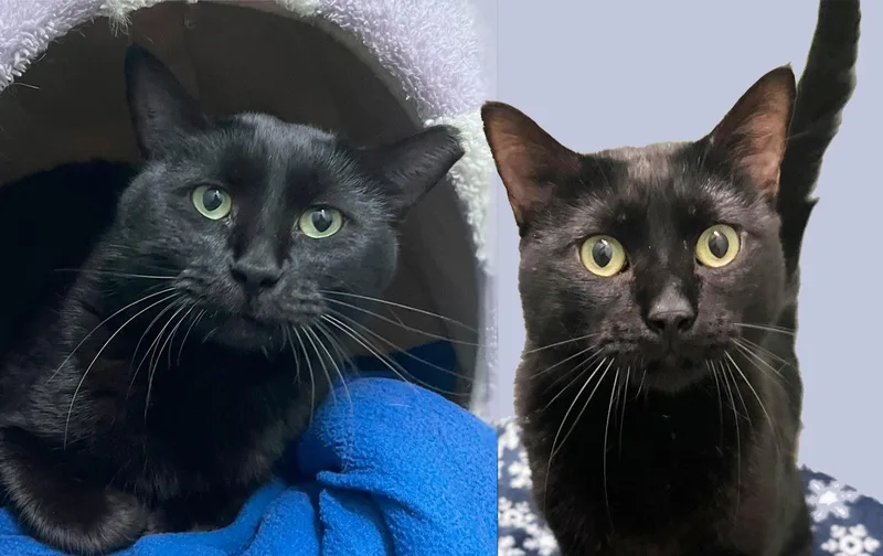 An adult large-sized male Black Domestic Short Hair cat named Francis & Michael for adoption in Parkville, MO