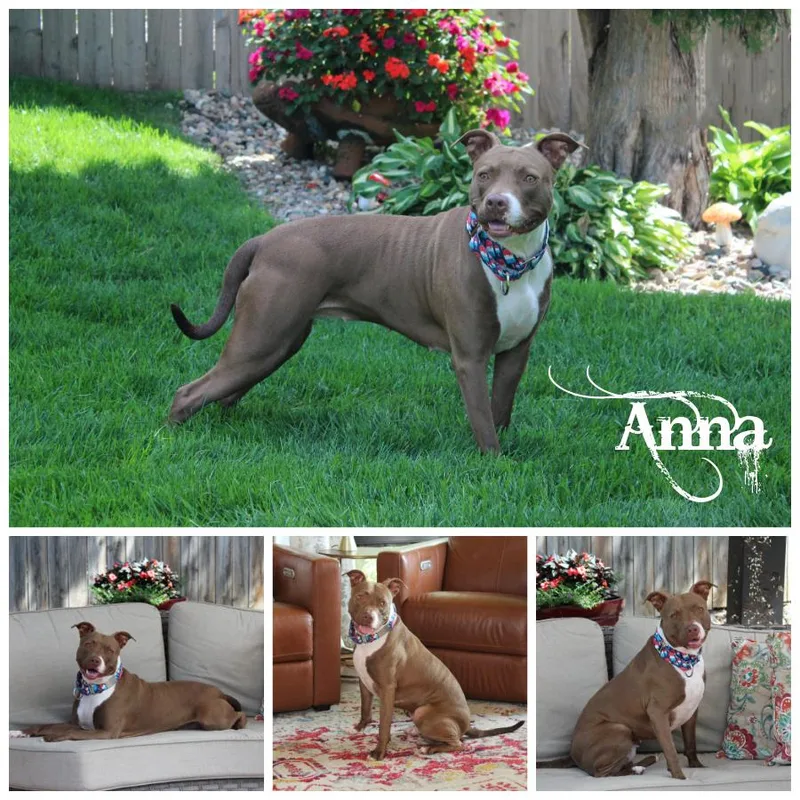 A young medium-sized female White / Cream Terrier dog named Anna for adoption in Sioux Falls, SD