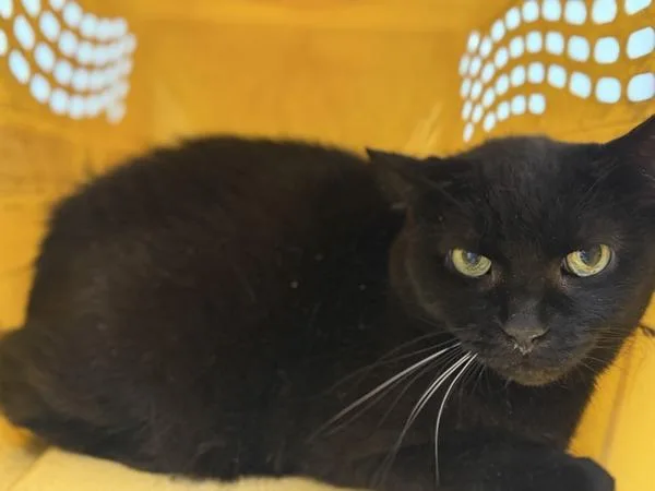 An adult medium-sized female Domestic Short Hair cat named Midnight Star for adoption in Ridgewood, NY