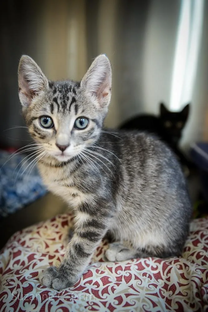 A baby small-sized male Domestic Short Hair cat named Chandler for adoption in New Orleans, LA
